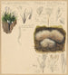 Xylaria hypoxylon Pterula multifida - Hans Walty — weergave van het kunstwerk