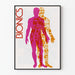 Decoratieve poster Bionics silhouet man in heldere kleuren