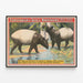 Vintage poster van Forepaugh & Sells Brothers met Aziatische tapirs — ingelijst kunstwerk aan de muur