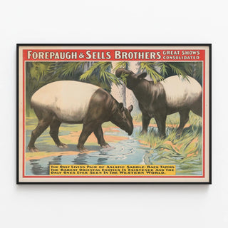 forepaugh-sells-brothers-great-shows-consolidated-the-only-living-pair-of-asiatic-saddle-back-tapirs