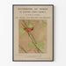 Vintage poster met kardinaal – Handboek over Vogels van Oost-Noord-Amerika