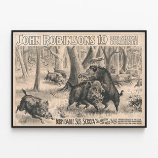 john-robinsons-10-big-shows-combined-formidable-sus-scrofa-or-african-wild-boars