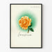 Decoratieve poster Lebensfreude met oranje roos en groene halo Artem Legrand