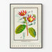 Vintage botanische poster met Strophanthus gratus bloem Ouabaïne Arnaud