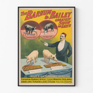 the-barnum-bailey-greatest-show-on-earth-troupe-of-very-remarkable-trained-pigs